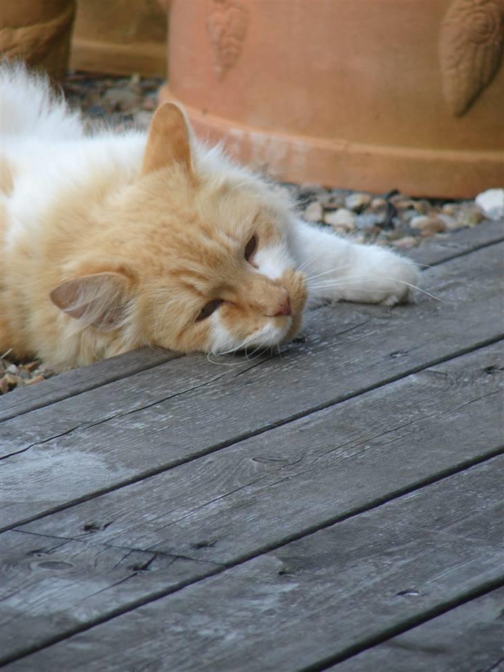 Norsk Skovkat Bailey R.I.P 26/8-10 billede 3