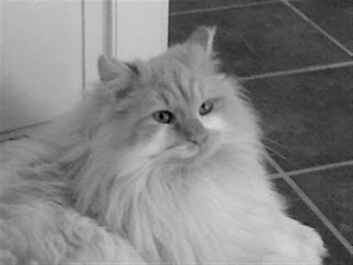 Norsk Skovkat Bailey R.I.P 26/8-10 billede 4