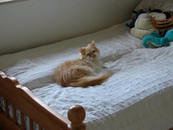 Norsk Skovkat Bailey R.I.P 26/8-10 billede 5