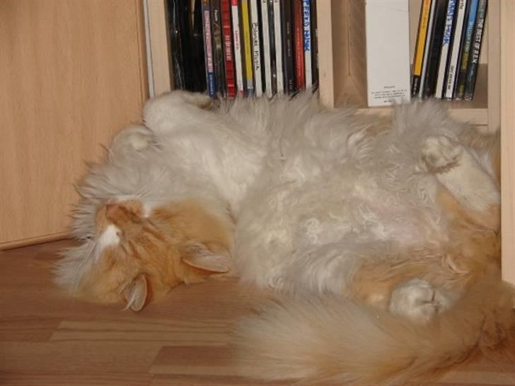 Norsk Skovkat Bailey R.I.P 26/8-10 billede 6