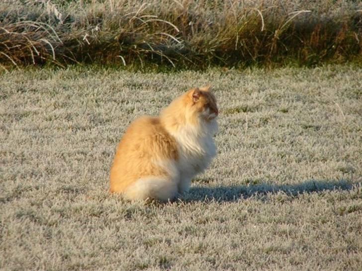 Norsk Skovkat Bailey R.I.P 26/8-10 billede 7