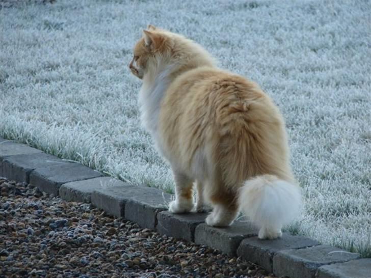 Norsk Skovkat Bailey R.I.P 26/8-10 billede 8