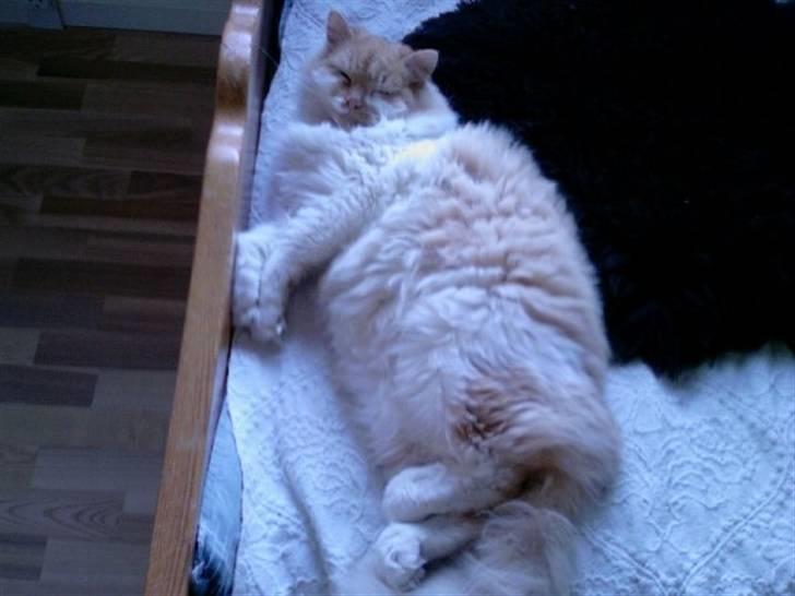 Norsk Skovkat Bailey R.I.P 26/8-10 billede 9