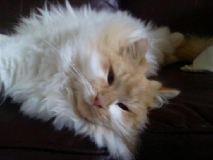 Norsk Skovkat Bailey R.I.P 26/8-10 billede 10