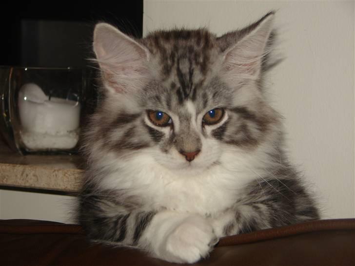 Maine Coon Cosmo R.I.P. 30/7-2011 billede 2