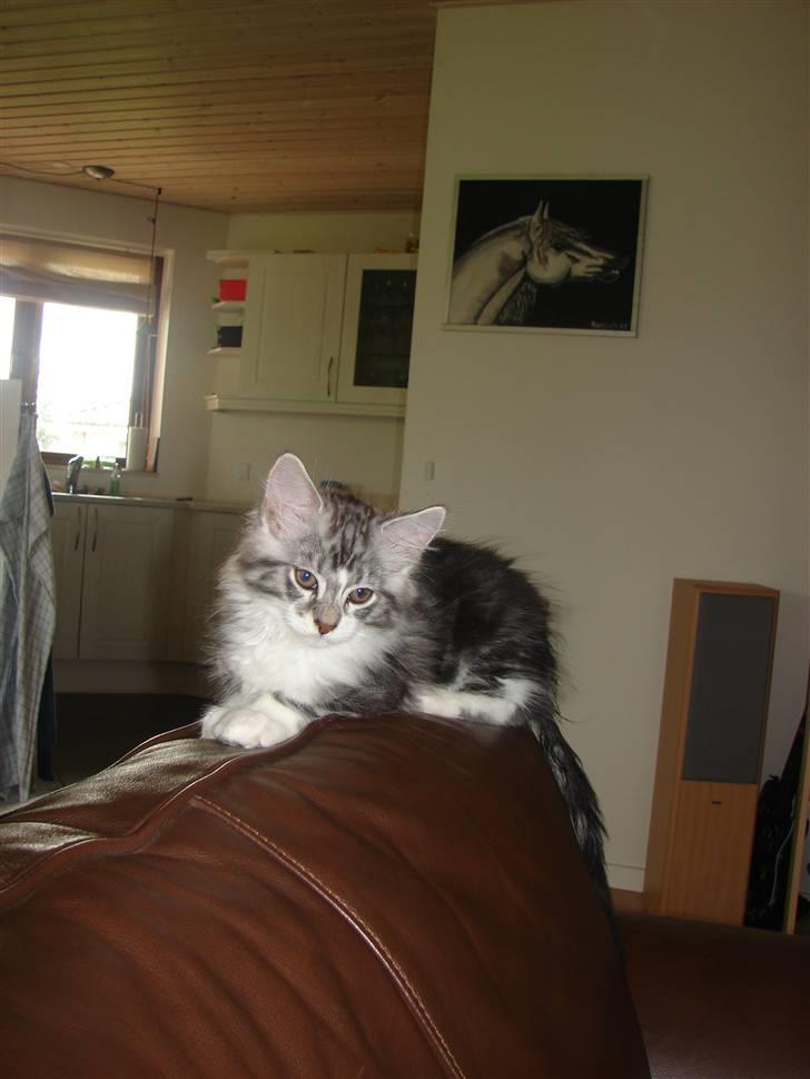 Maine Coon Cosmo R.I.P. 30/7-2011 billede 3