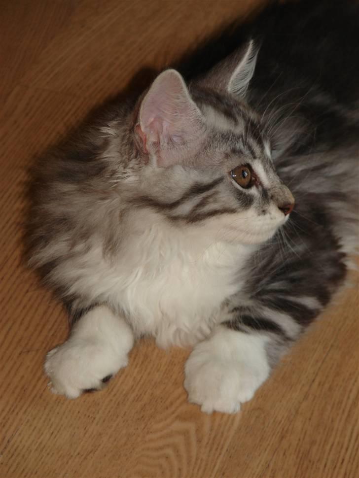 Maine Coon Cosmo R.I.P. 30/7-2011 billede 4