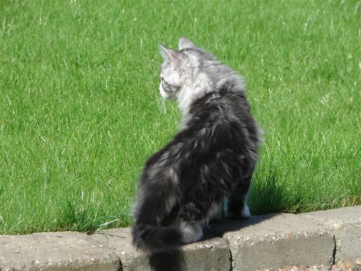 Maine Coon Cosmo R.I.P. 30/7-2011 billede 5