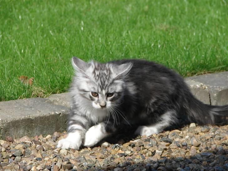 Maine Coon Cosmo R.I.P. 30/7-2011 billede 6