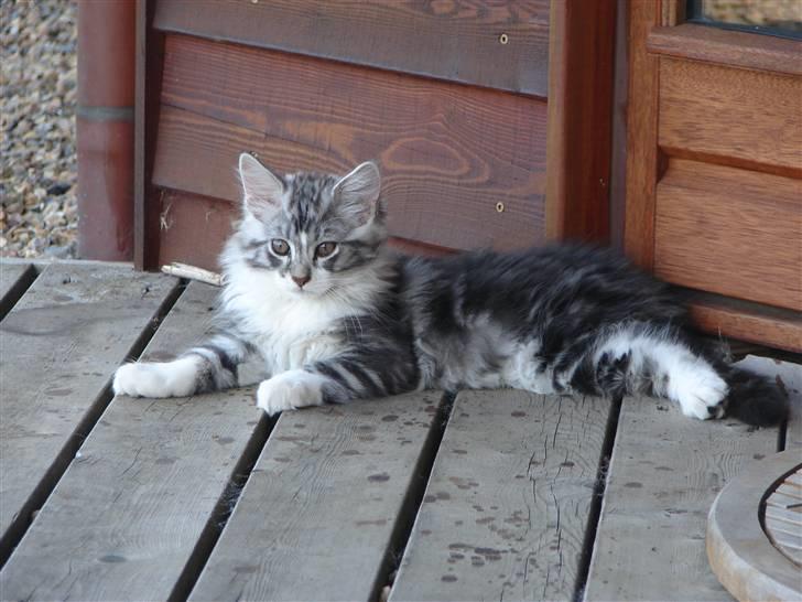Maine Coon Cosmo R.I.P. 30/7-2011 billede 7