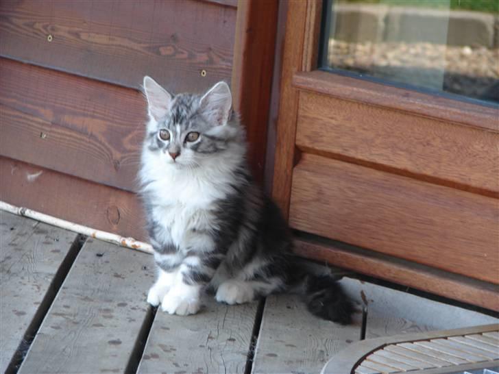 Maine Coon Cosmo R.I.P. 30/7-2011 billede 8