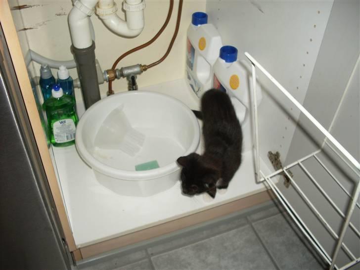 Huskat Malou billede 4