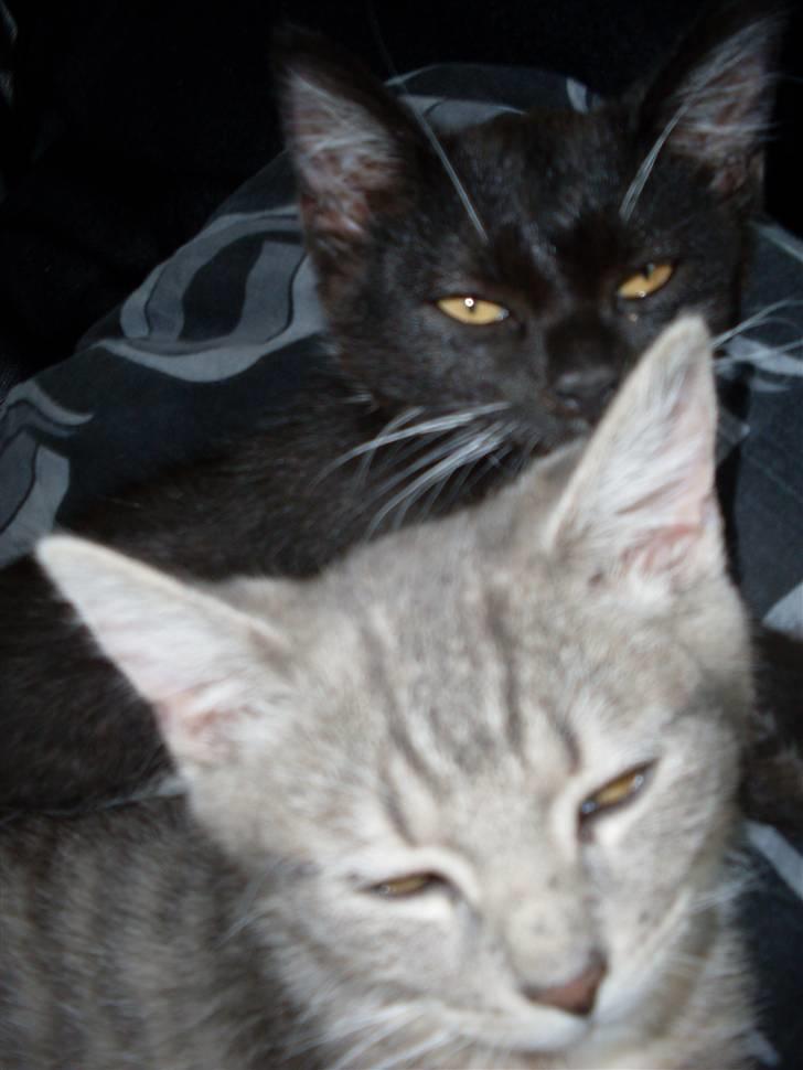 Huskat Malou billede 5