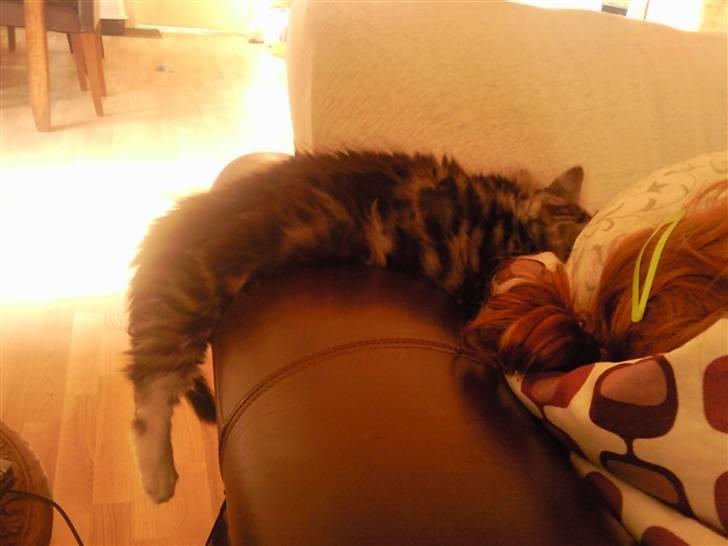 Maine Coon Cosmo R.I.P. 30/7-2011 billede 9