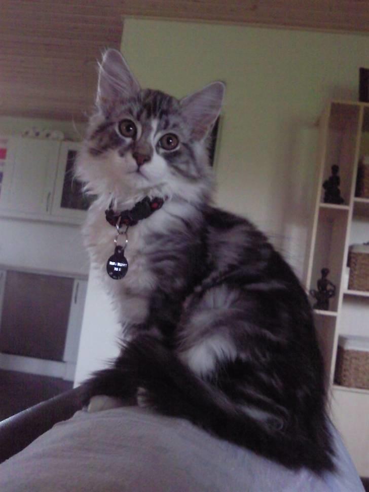 Maine Coon Cosmo R.I.P. 30/7-2011 billede 10