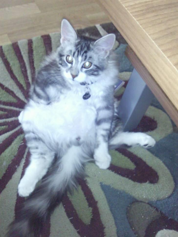 Maine Coon Cosmo R.I.P. 30/7-2011 billede 11