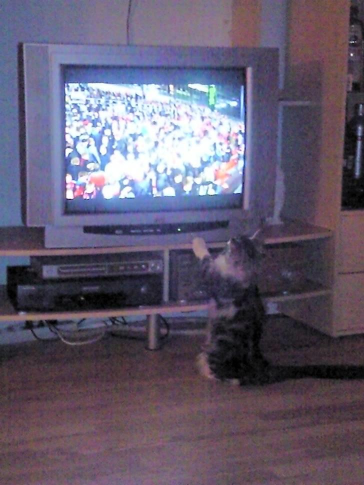 Maine Coon Cosmo R.I.P. 30/7-2011 billede 12