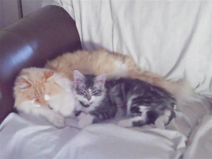 Maine Coon Cosmo R.I.P. 30/7-2011 billede 13