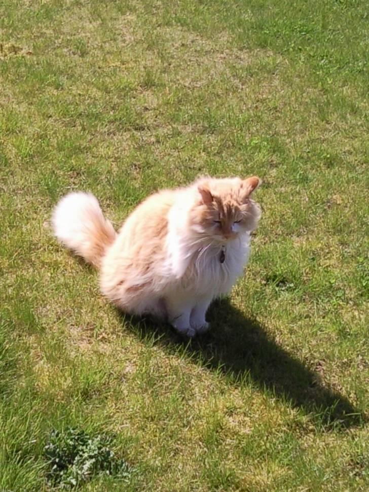 Norsk Skovkat Bailey R.I.P 26/8-10 billede 11