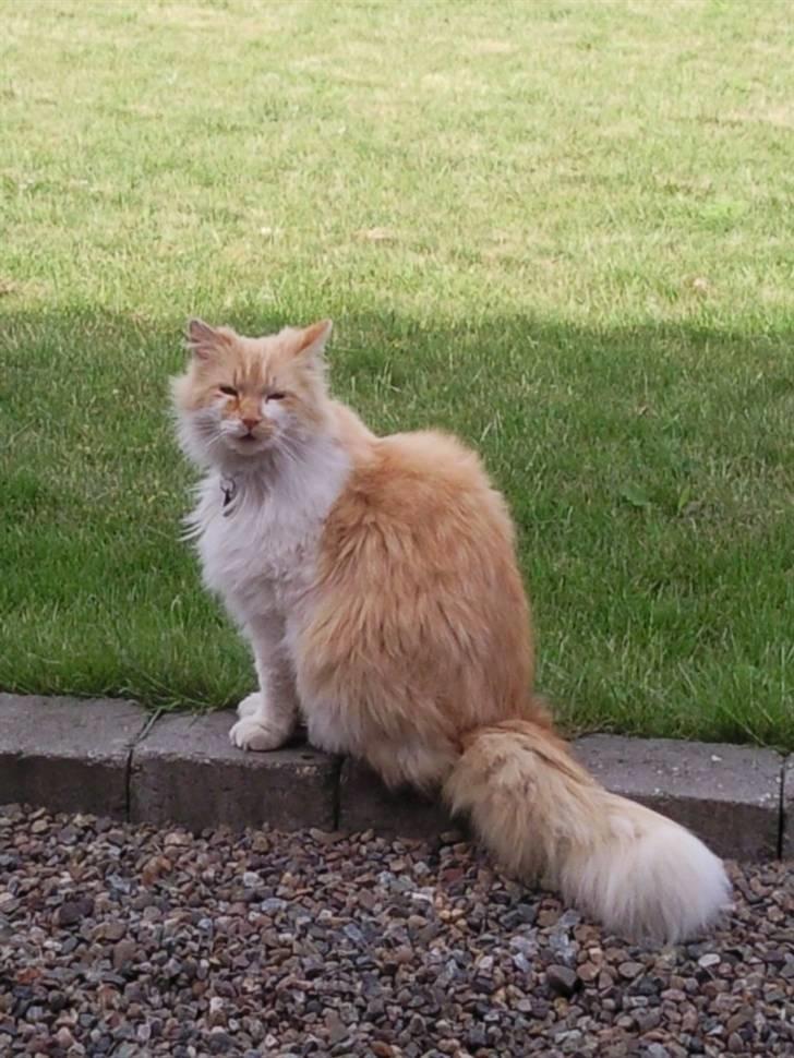 Norsk Skovkat Bailey R.I.P 26/8-10 billede 12