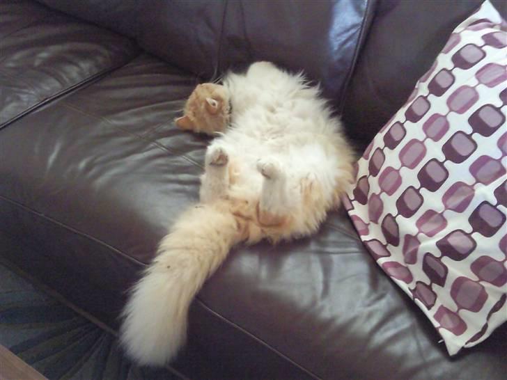 Norsk Skovkat Bailey R.I.P 26/8-10 billede 13