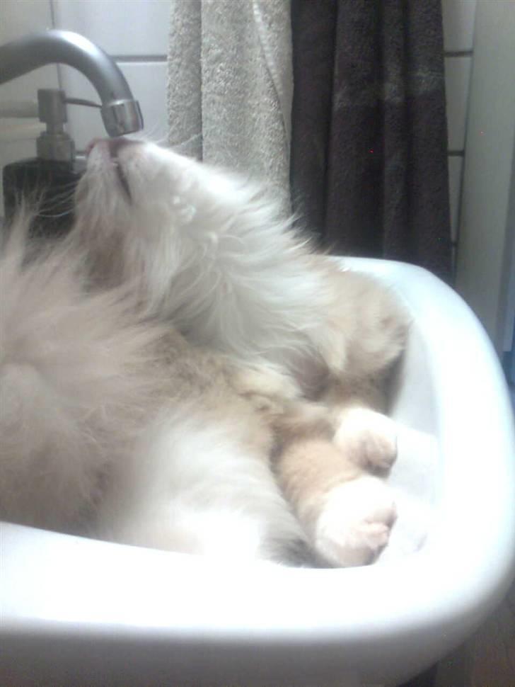 Norsk Skovkat DK Jyllands Brage Myto billede 6