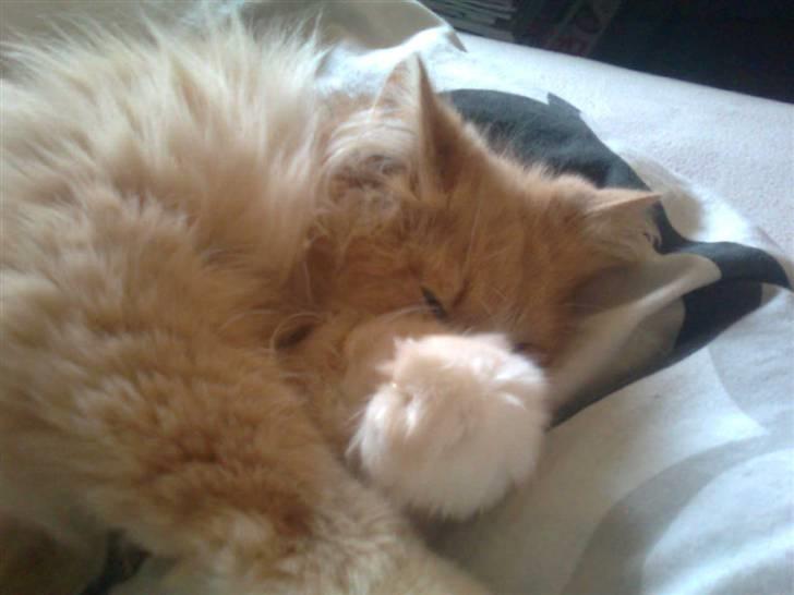 Norsk Skovkat DK Jyllands Brage Myto billede 7