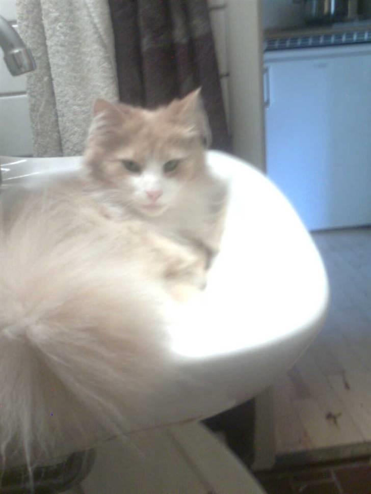 Norsk Skovkat DK Jyllands Brage Myto billede 8