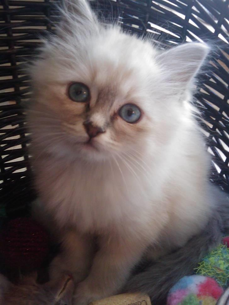 Hellig Birma La Mira billede 1