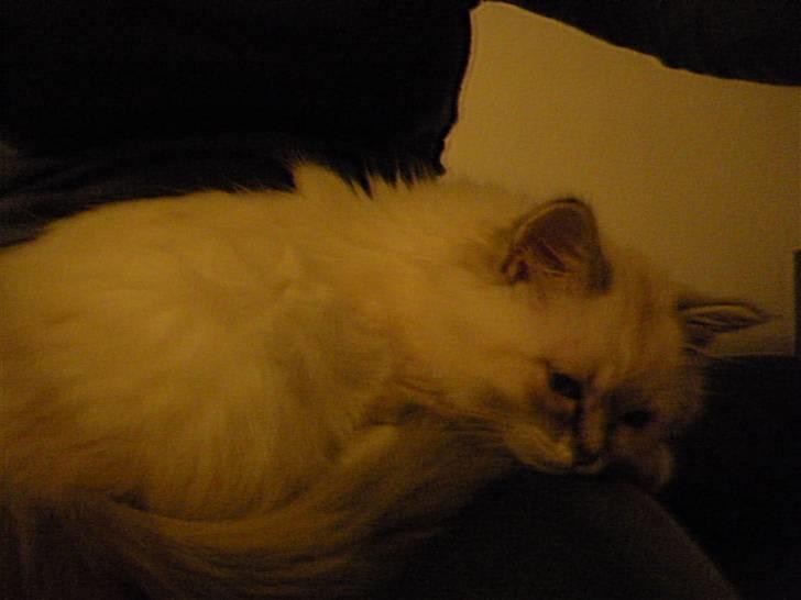 Hellig Birma La Mira billede 2