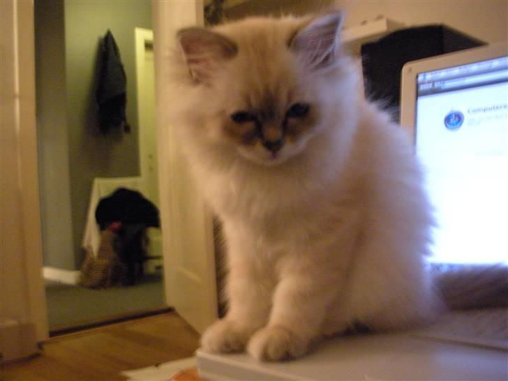 Hellig Birma La Mira billede 3