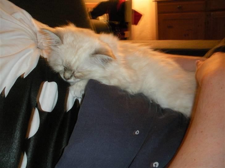 Hellig Birma La Mira billede 4