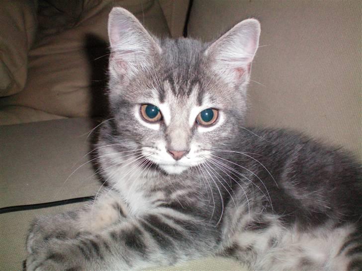 Huskat Ben Tennyson - Benji da han næsten lige er kommet hjem til os :) billede 1