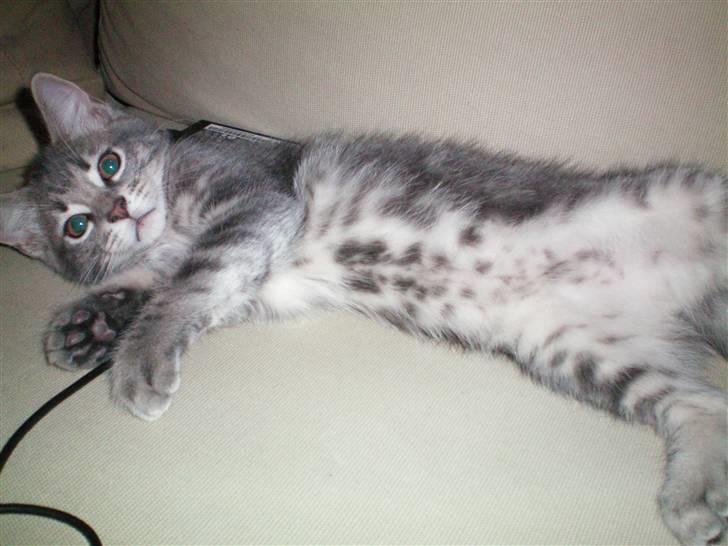 Huskat Ben Tennyson billede 2