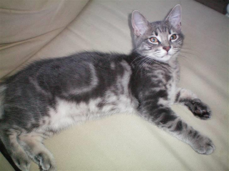 Huskat Ben Tennyson billede 3