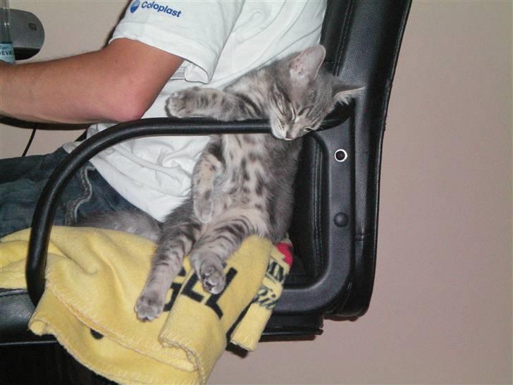 Huskat Ben Tennyson - mon han sover godt? jeg tvivler på det... billede 4