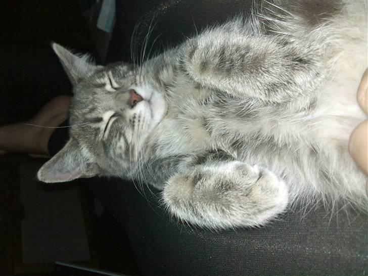 Huskat Ben Tennyson billede 5