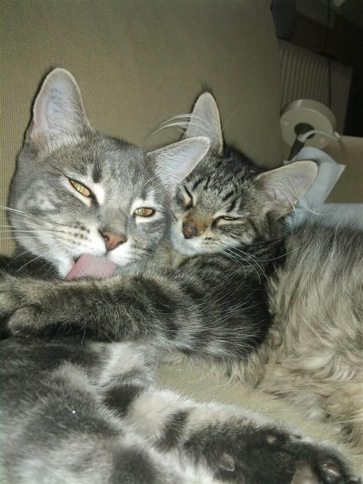 Huskat Ben Tennyson billede 6