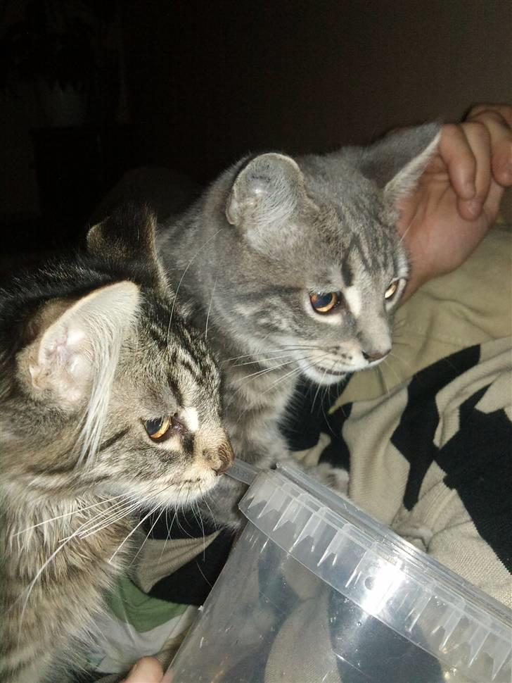 Huskat Ben Tennyson - uhhmm rejer ! billede 7