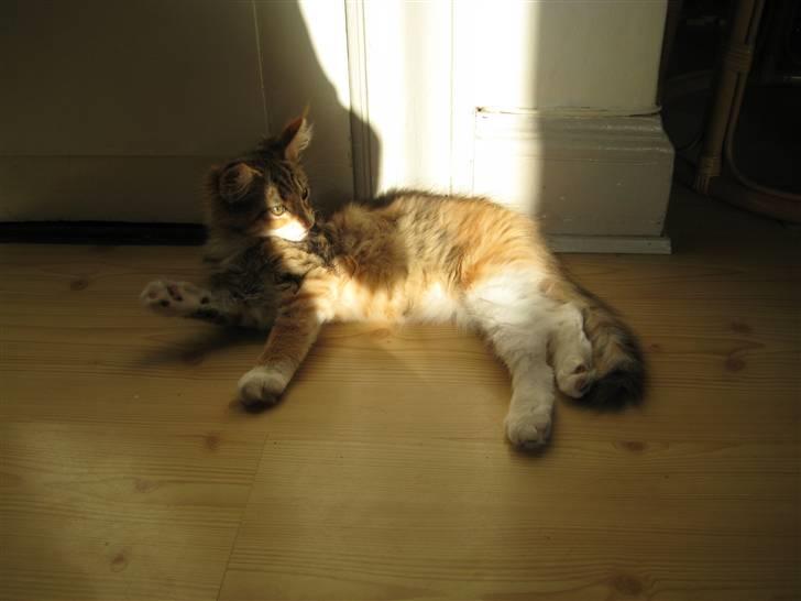 Maine Coon selene - sku lige soles lidt... billede 1