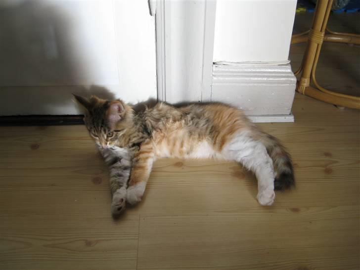 Maine Coon selene billede 2