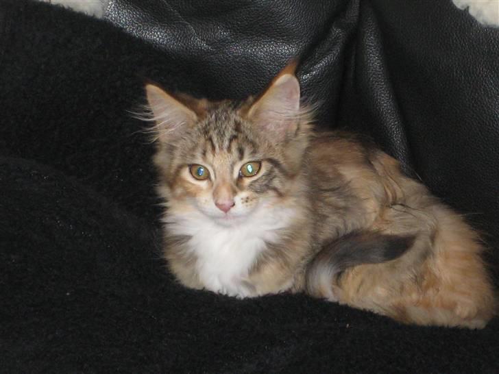 Maine Coon selene - Hun elsker at putte i sofaen... billede 3