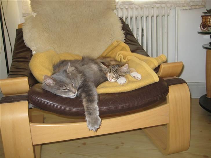 Maine Coon selene - Hun er blevet rigtig gode venner med min han kat zeus.. billede 4