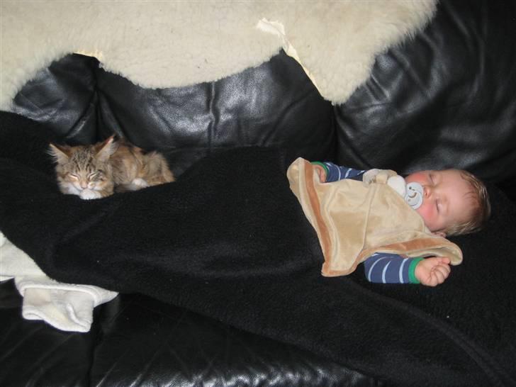 Maine Coon selene - så bliver der lige puttet på sofaen... billede 5