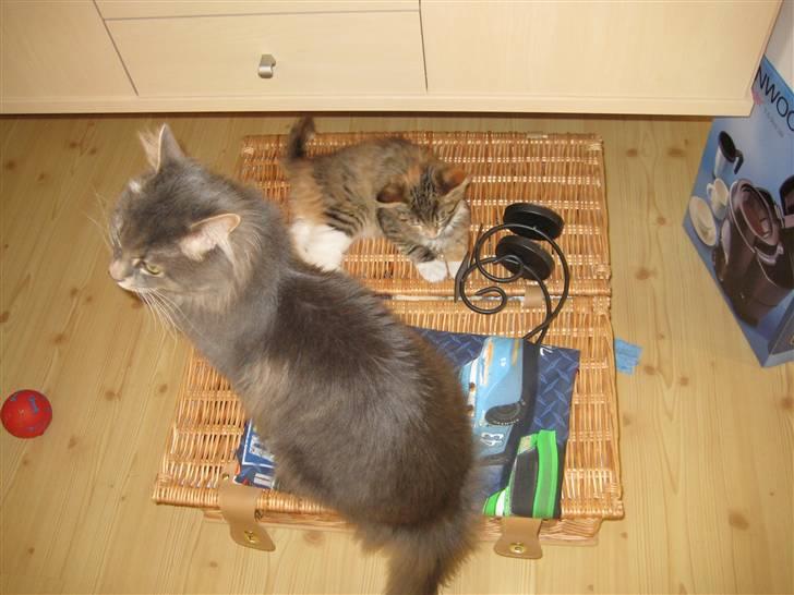 Maine Coon selene billede 6