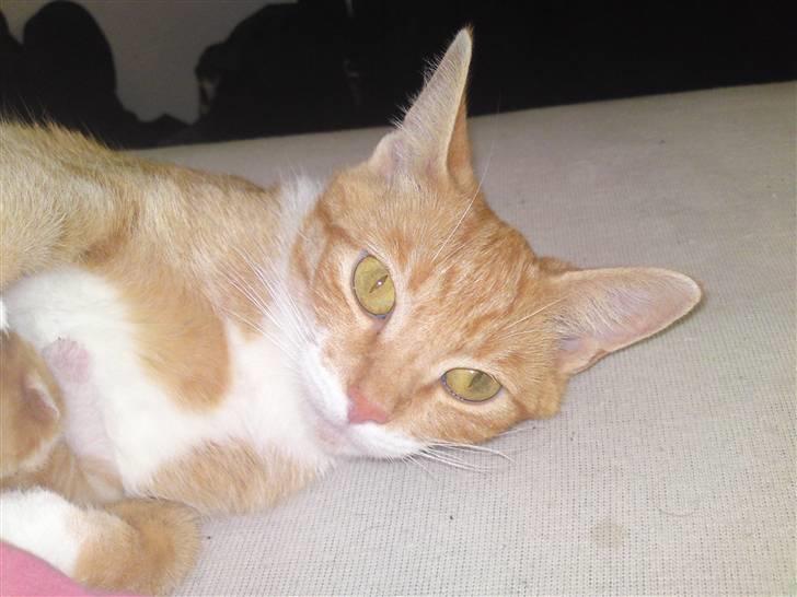 Huskat Pjuske'pigen *Stukket af' billede 1