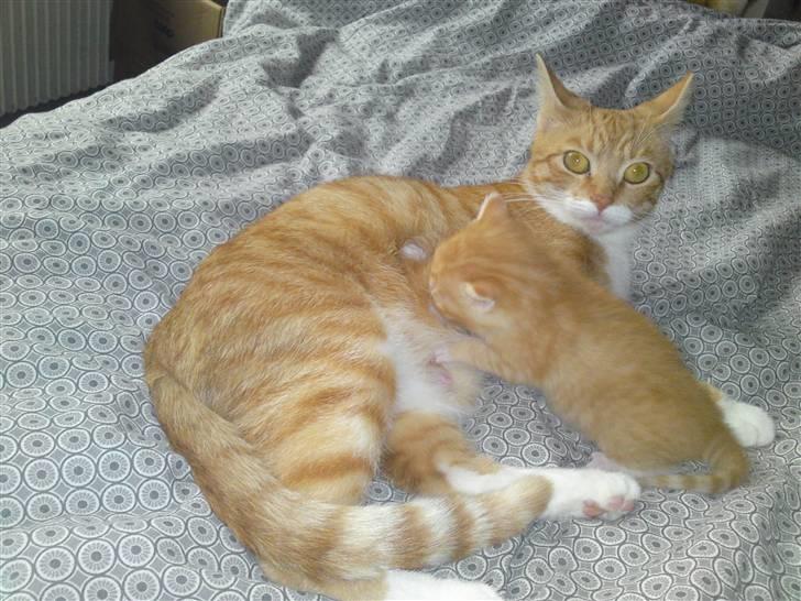 Huskat Pjuske'pigen *Stukket af' billede 2