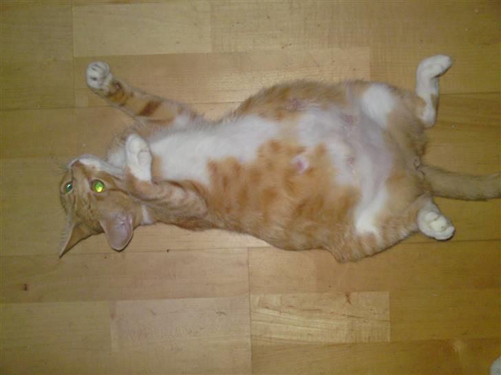 Huskat Pjuske'pigen *Stukket af' - Da Pjuske var gravid med kuld 2 :) billede 3