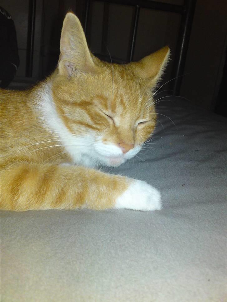 Huskat Pjuske'pigen *Stukket af' billede 4