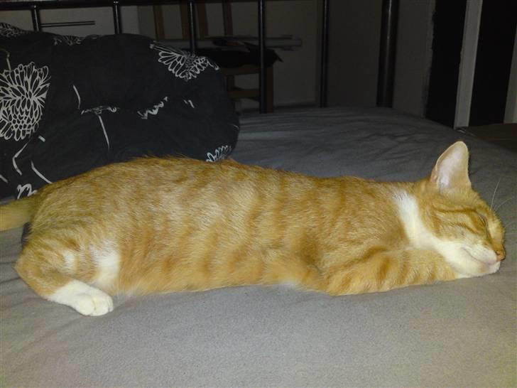 Huskat Pjuske'pigen *Stukket af' billede 5